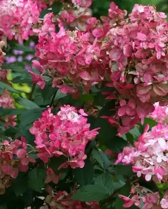 FIRE LIGHT® HYDRANGEA, SIZE 2