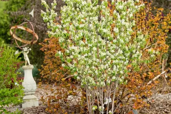 First Editions® STANDING OVATION™ AMELANCHIER 2