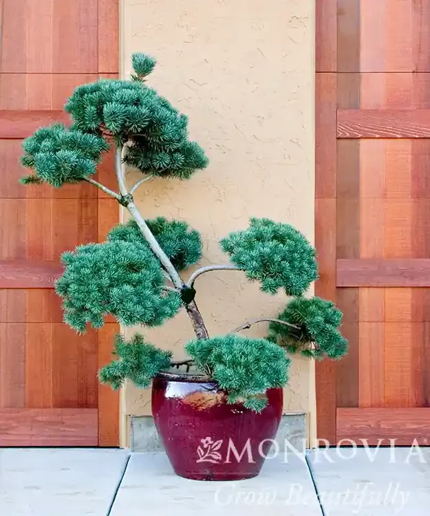 FRENCH BLUE SCOTCH PINE POM POM, SIZE 10