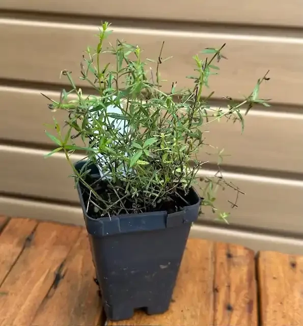 GALIUM BOREALE- 3.5″ Pot