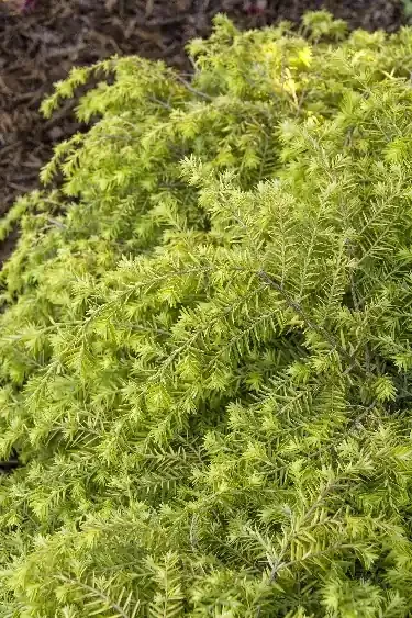 GOLDEN DUCHESS® HEMLOCK, SIZE 2