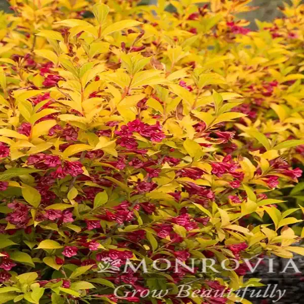 GOLDEN JACKPOT® WEIGELA, SIZE 2
