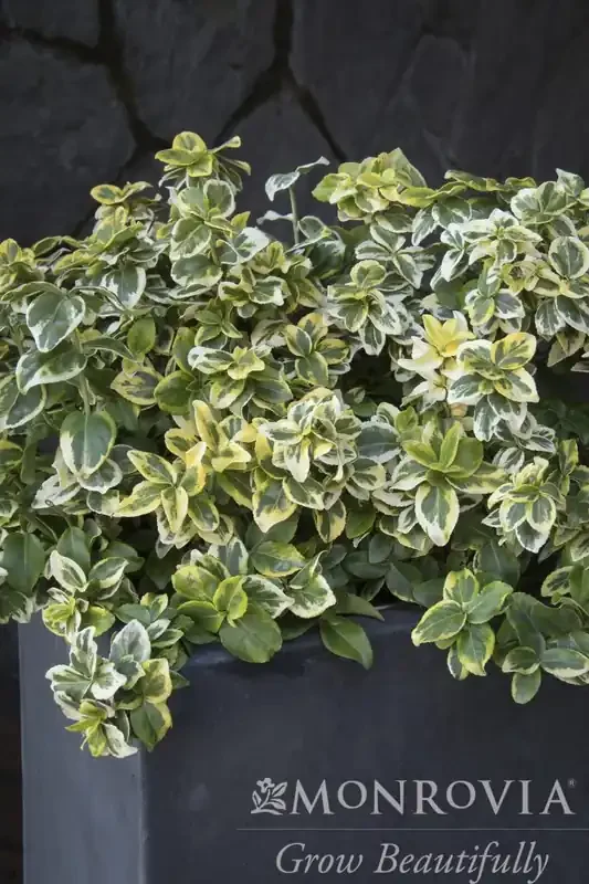 GOLDEN PRINCE® WINTERCREEPER, SIZE 2