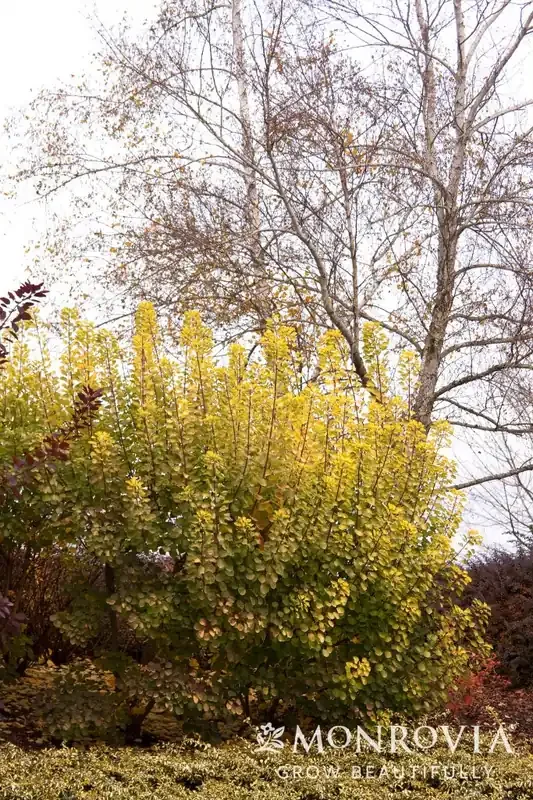 GOLDEN SPIRIT SMOKEBUSH, SIZE 2