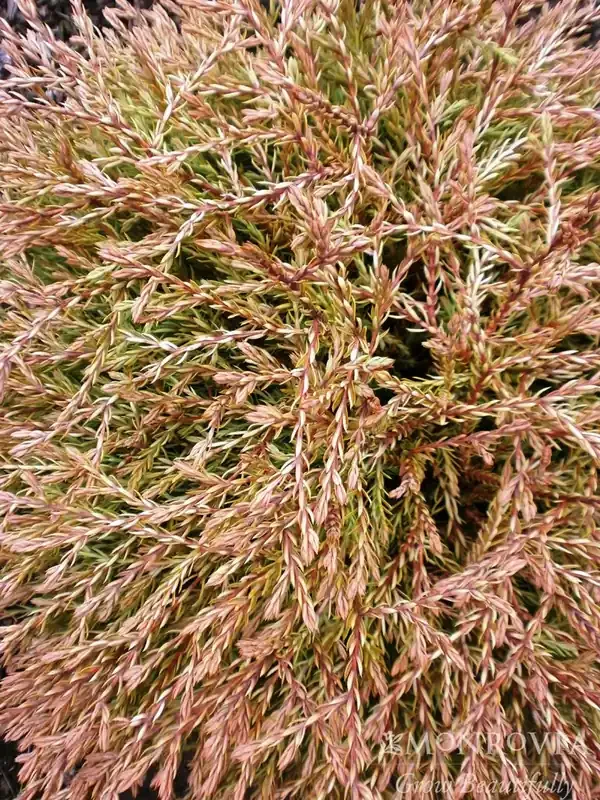 GOLDEN TUFFET ARBORVITAE, SIZE 2