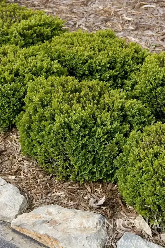 GREEN VELVET BOXWOOD, SIZE 1