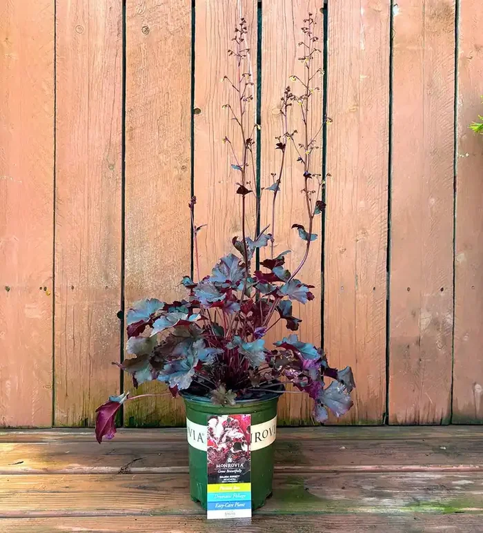 HEUCHERA ‘Balboa Sunset®’, SIZE 1