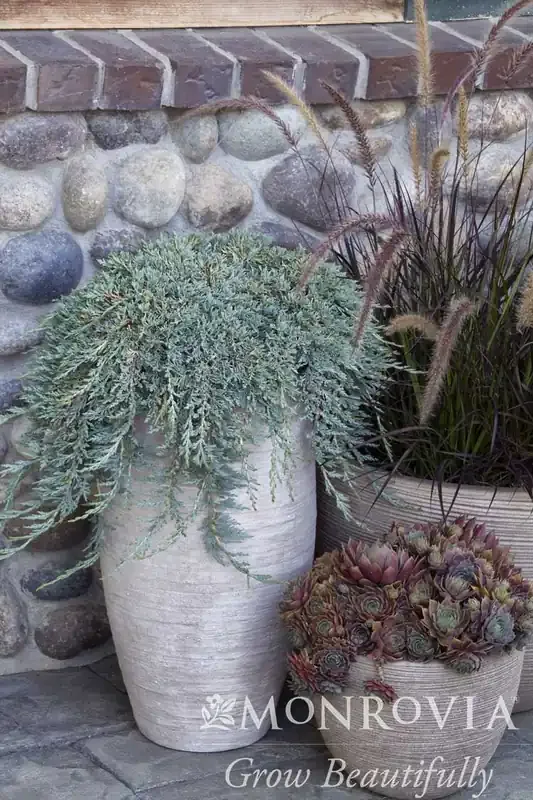 ICEE BLUE® JUNIPER, SIZE 2