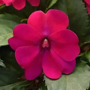 IMPATIENS SOLARSCAPE™ MAGENTA BLISS- 6 PACK