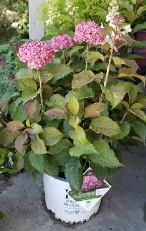 INVINCIBELLE® MINI MAUVETTA HYDRANGEA, SIZE 2