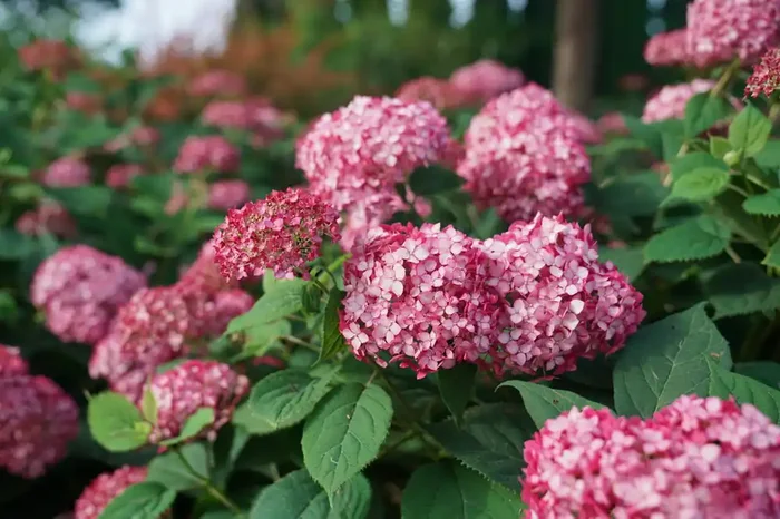 INVINCIBELLE RUBY HYDRANGEA, SIZE 3