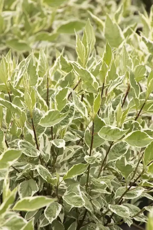 IVORY HALO® DOGWOOD, SIZE 2