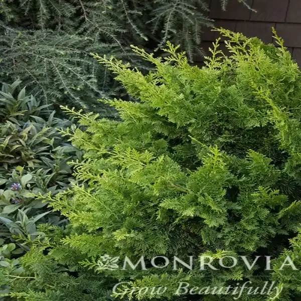 JADE WAVES™ FALSE CYPRESS, SIZE 2