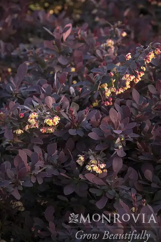 LAVA NUGGET® BARBERRY, SIZE 2