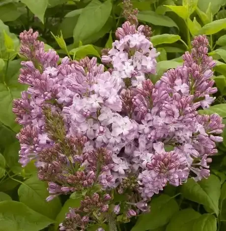 LAVENDER LADY LILAC, SIZE 2