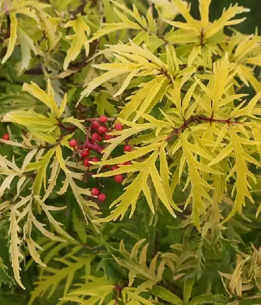 Lemony Lace® ELDERBERRY, SIZE 2