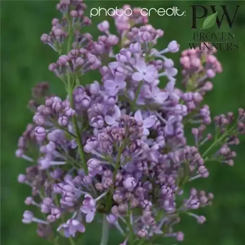 LILAC ‘SCENTARA PURA®’, SIZE 3
