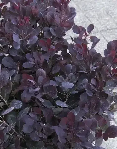 LILLA SMOKEBUSH, SIZE 2