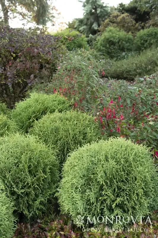 LITTLE GIANT DWARF ARBORVITAE, SIZE 2