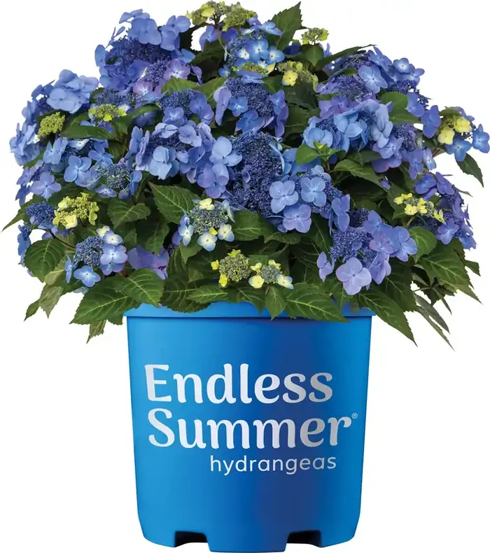 Lowe‘s Pop Star Reblooming Hydrangea Flowering Shrub in 2 -Gallon Pot 1.0 -Pack with Multicolor Blooms