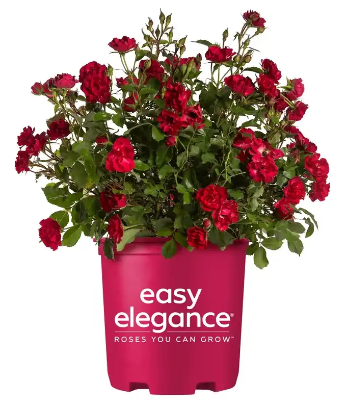 Lowe‘s Red Mystic Fairy Rose 2 -Gallon 1 -Pack in Pot