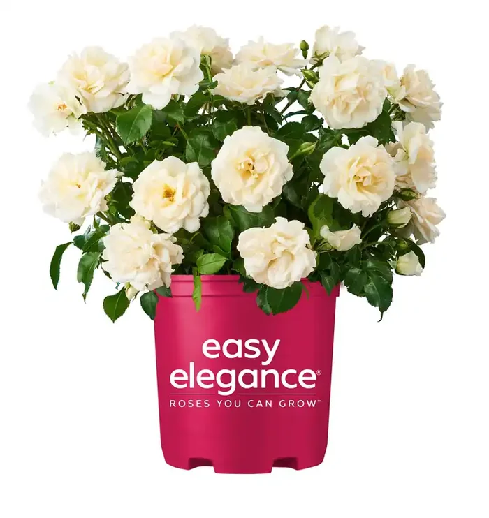 Lowe‘s White Champagne Wishes Rose 2 -Gallon 1 -Pack in Pot