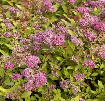MAGIC CARPET SPIREA, SIZE 2