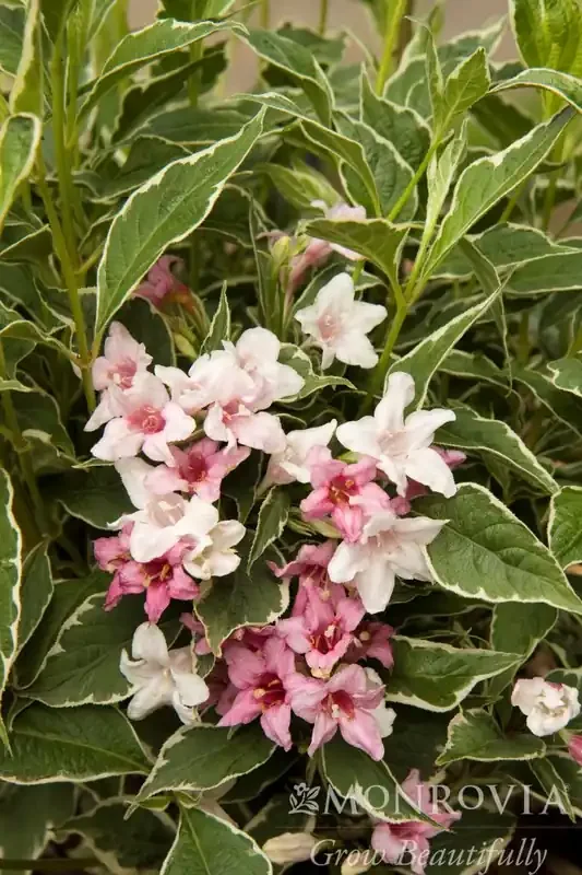 MAGICAL® FANTASY WEIGELA, SIZE 2