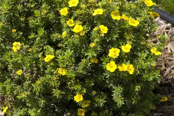 MANGO TANGO POTENTILLA 2
