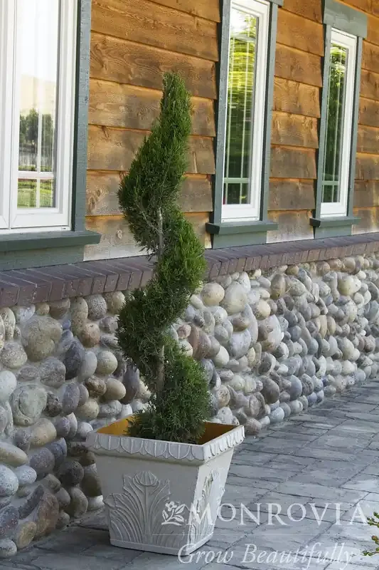 MEDORA SPIRAL JUNIPER, SIZE 5