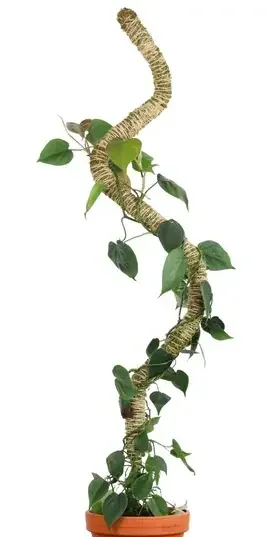 MOSSIFY ORIGINAL BENDABLE MOSS POLE™, 30″