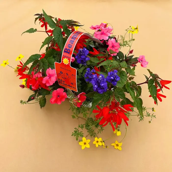 My Garden Combo ‘Beaming Sun’ – 7 Count Tray