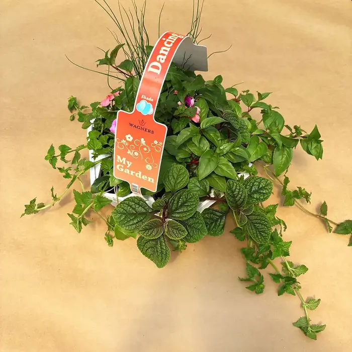 My Garden Combo ‘Dancing Shade’ – 7 count
