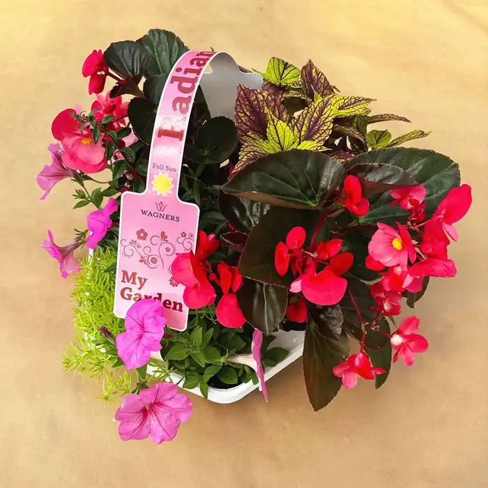 My Garden Combo ‘Radiant Sun’- 7 Count Tray