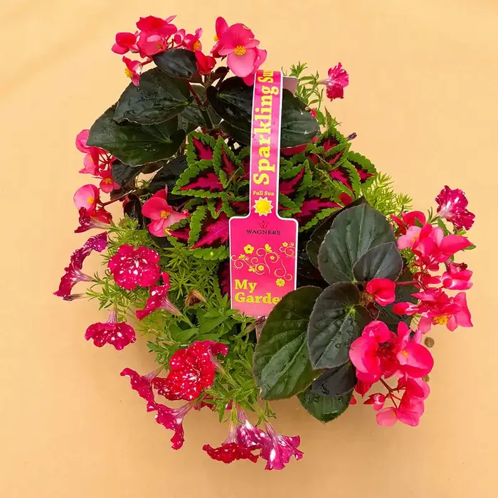 My Garden Combo ‘Sparkling Sun’ – 7 Count Tray