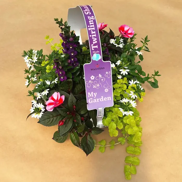 My Garden Combo ‘Twirling Shade’ – 7 Count Tray