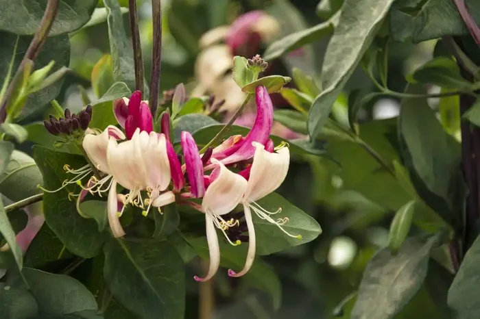 NON- HARDY, ‘PEACHES & CREAM’ HONEYSUCKLE, SIZE 1