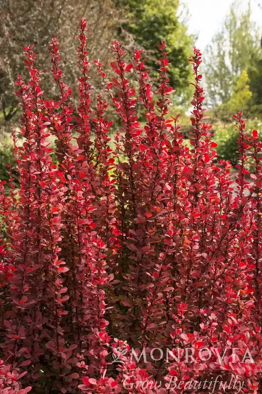 ORANGE ROCKET BARBERRY, SIZE 5