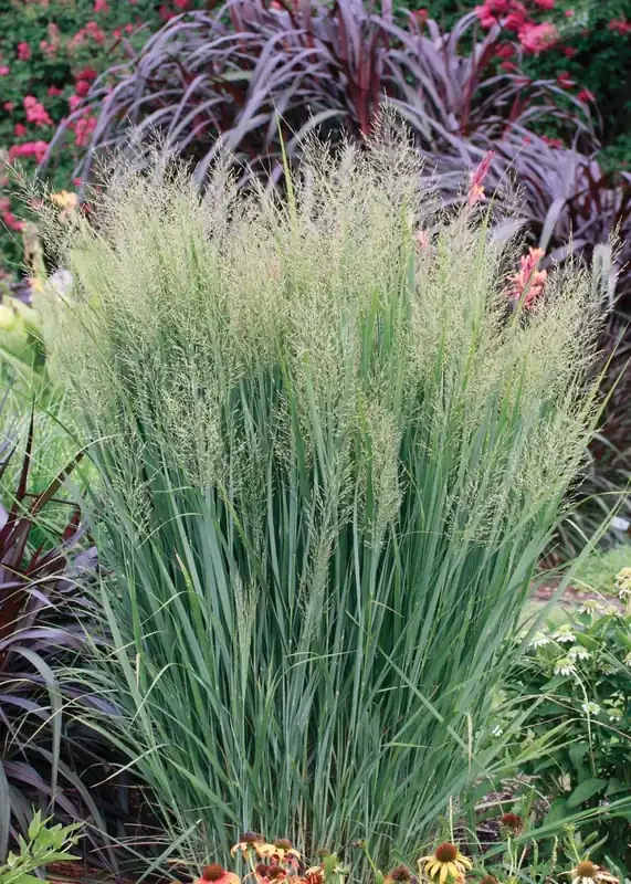 PANICUM ‘NORTHWIND’, SIZE 2