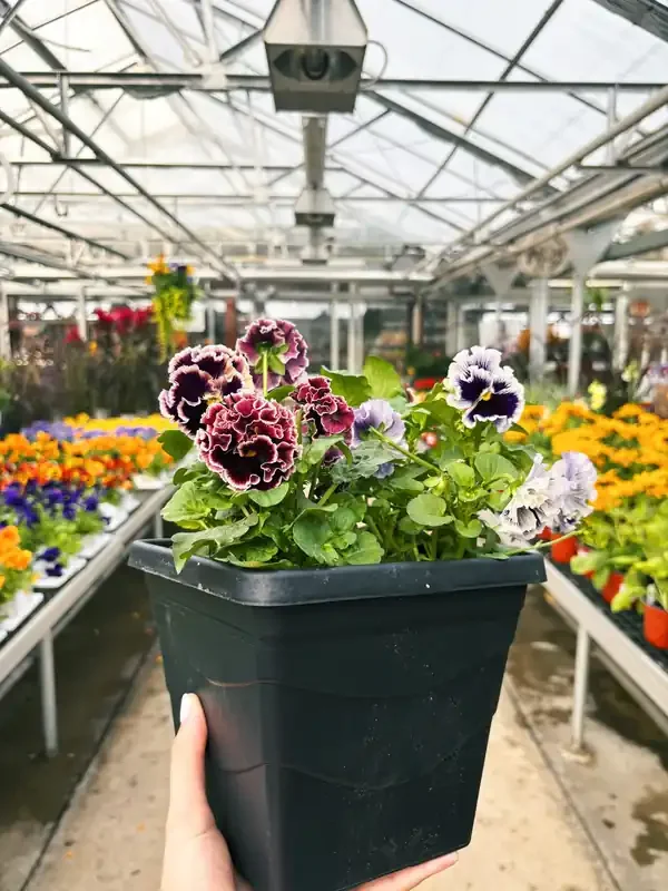 Pansy Elegance Twilight Collection – 7.5″ Square