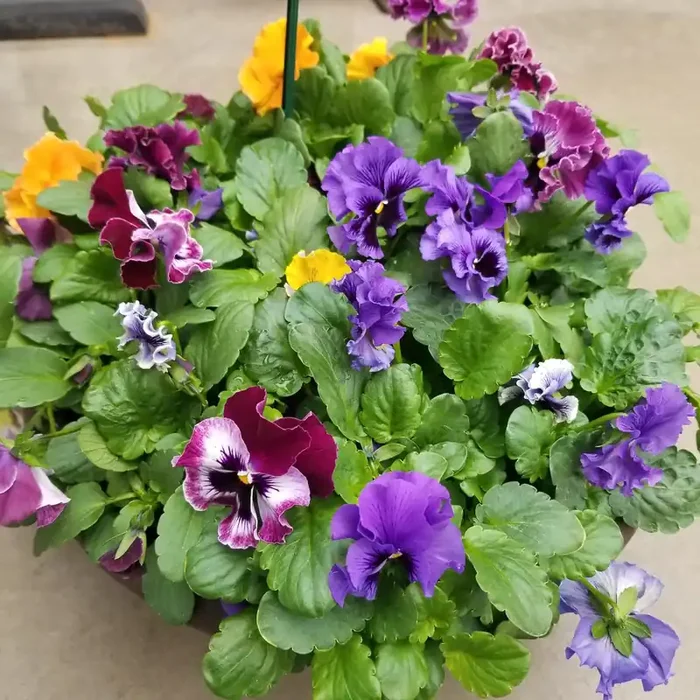 Pansy Frizzle Sizzle Formula Mix- 14″ Bowl