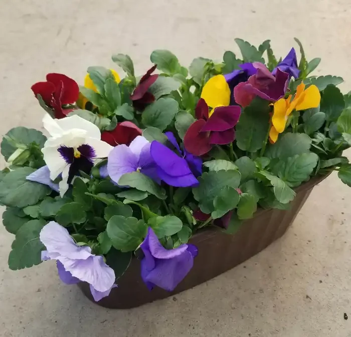 Pansy Spring Matrix Mix- 15″ Oval