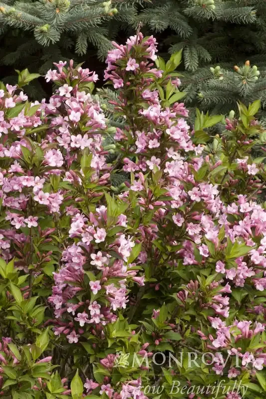 PINK POPPET WEIGELA, SIZE 2