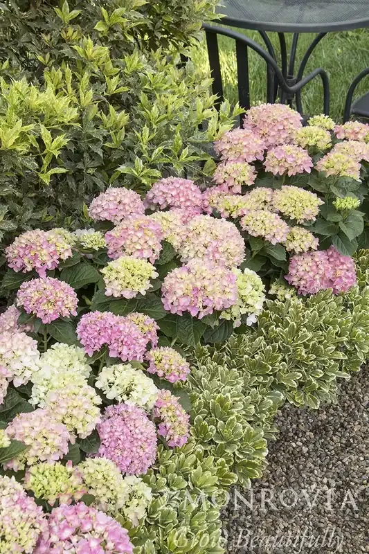 PINK SPLENDOR™ HYDRANGEA, SIZE 5