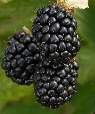 Prime-Ark® FREEDOM BLACKBERRY, SIZE 1