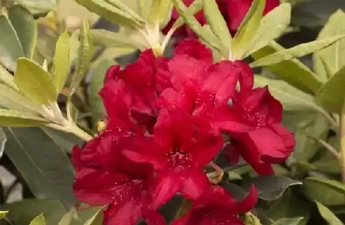 Raise The Roof® FIRESTORM RHODODENDRON, SIZE 2