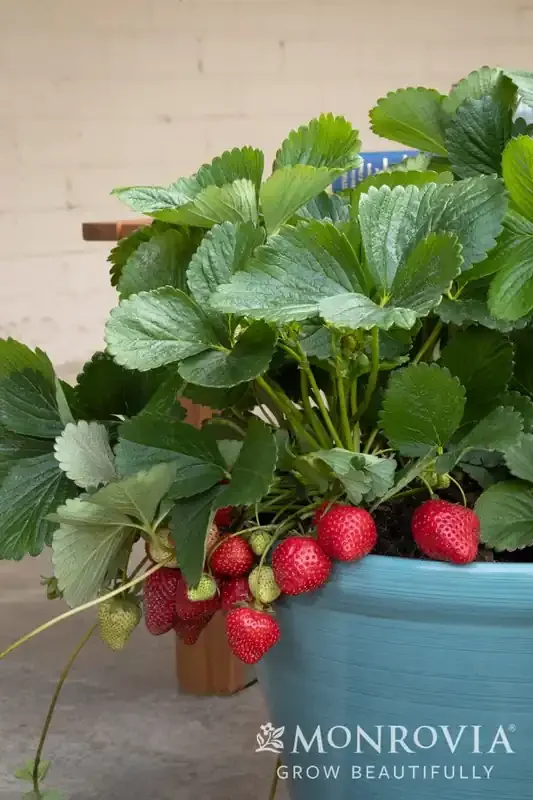 SEASCAPE STRAWBERRY, SIZE QUART