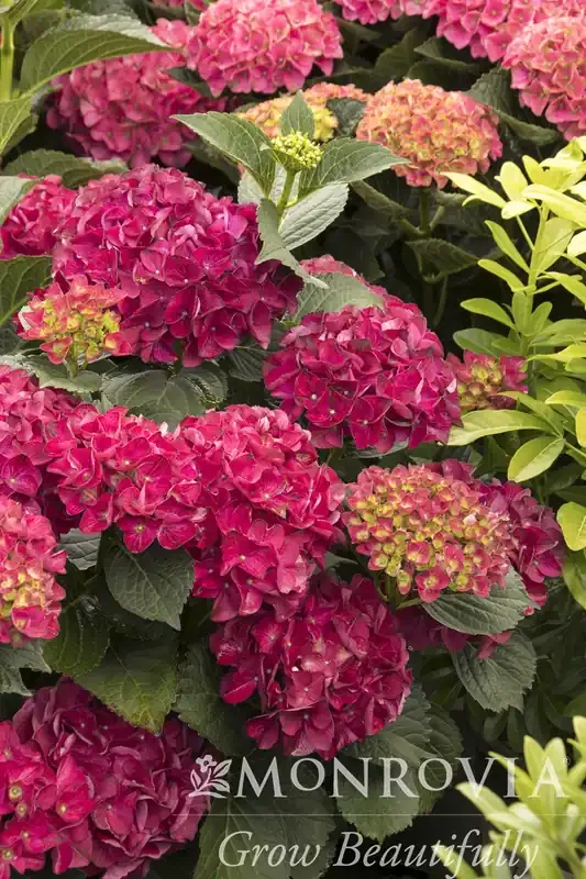 SEASIDE SERENADE® CAPE HATTERAS HYDRANGEA, SIZE 2