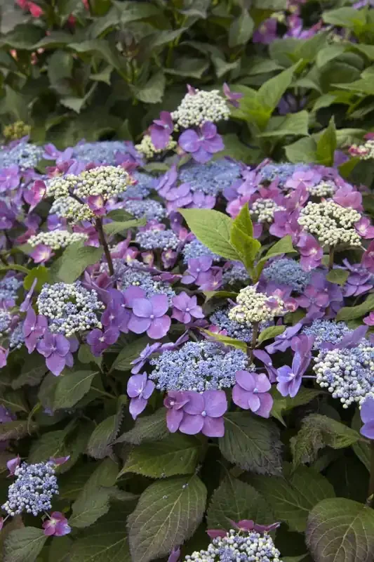 SEASIDE SERENADE® CAPE MAY HYDRANGEA, SIZE 2