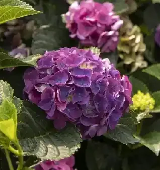 SEASIDE SERENADE® NEWPORT HYDRANGEA, SIZE 2